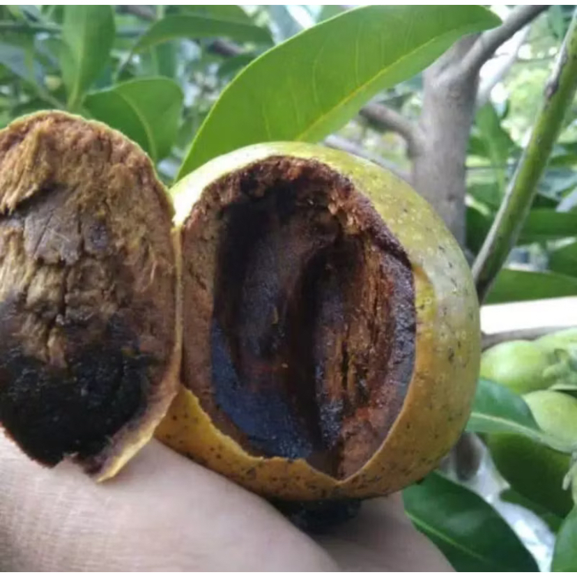 Bibit Buah Black Sapote Jumbo Mudah Berbuah