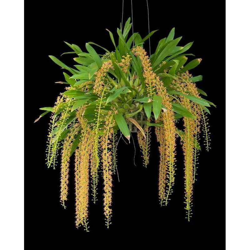 Anggrek bunga kuning/anggrek hutan dewasa  bunga kuning jenis liparis