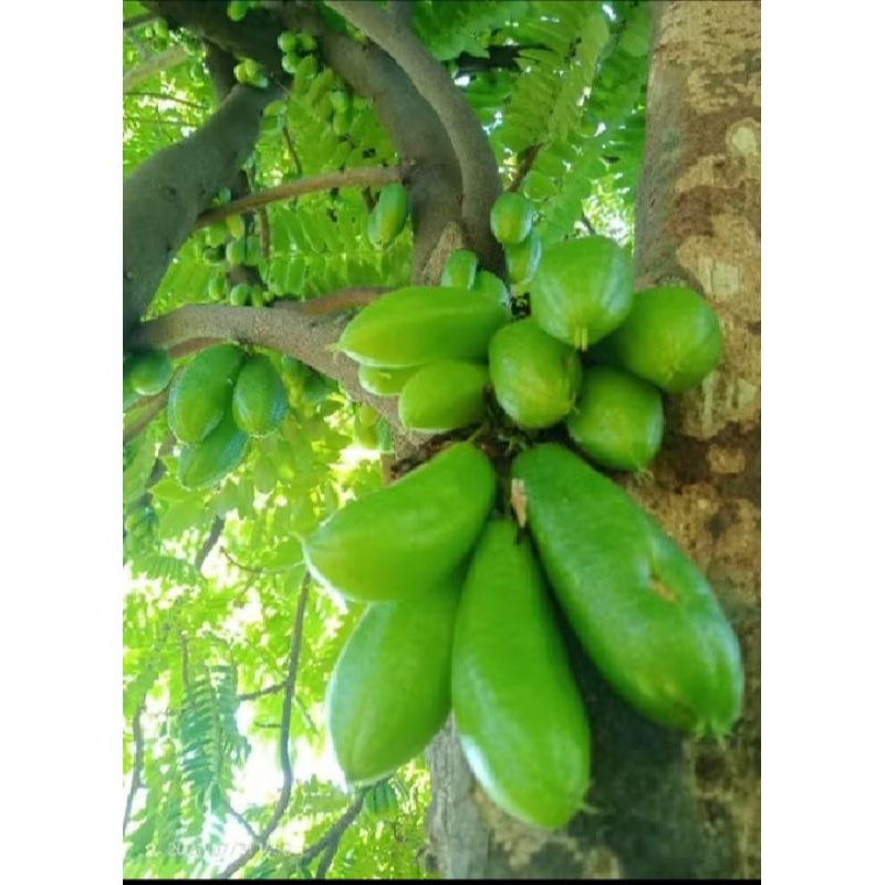 

indukan blimbing wuluh