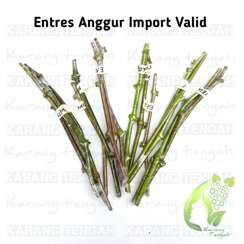 5 Matun Entres Anggur Import Fresh