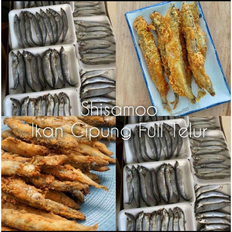 

Ikan Shisamo Viral isi 8 isian full telur