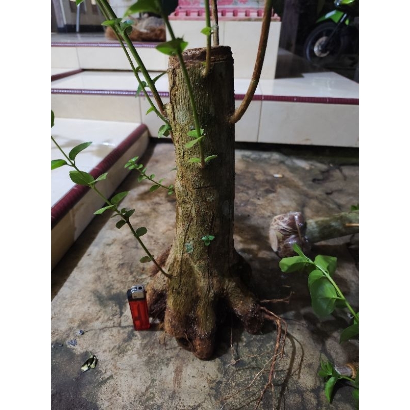 bahan bonsai sancang prokar jumbo prospek