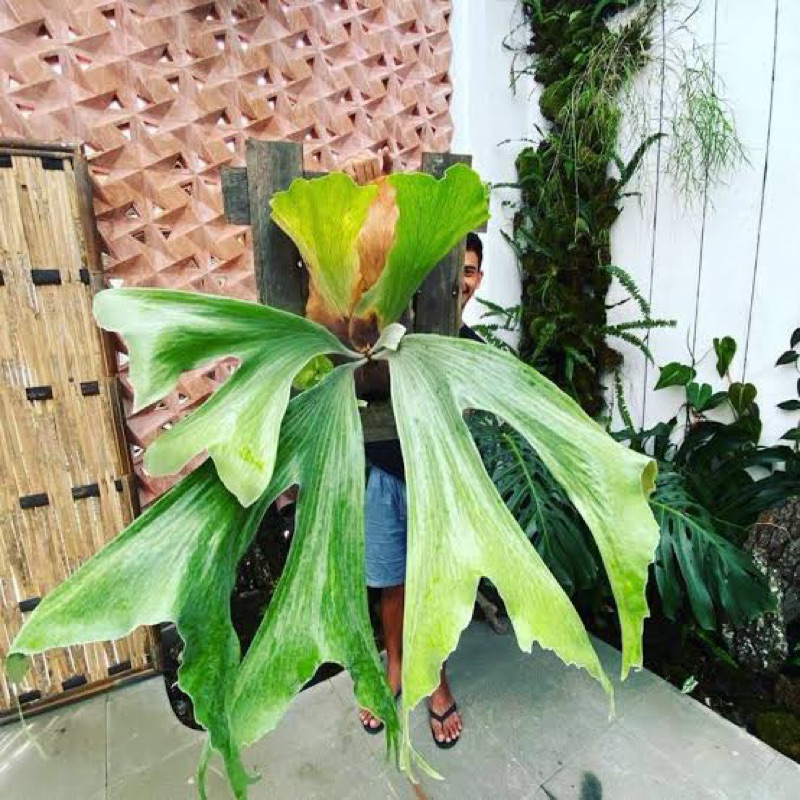 ANAKAN PLATYCERIUM STEMARIA SP