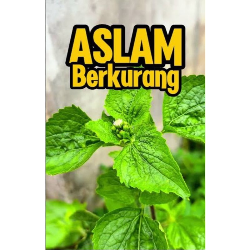 

DAUN BANDOTAN SEGAR 1 KG UNTUK OBAT MAAG OBAT HERBAL OBAT TRADISIONAL.dipetik langsung ketika orderan masuk