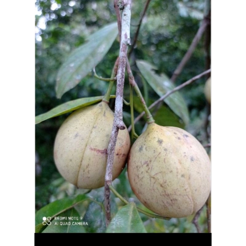 

BUAH PALA TUA SEGAR 1KG