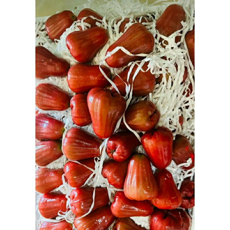 

Jambu Citra manis
