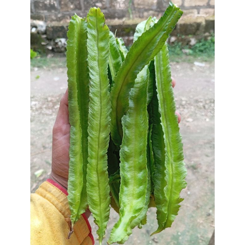 

PROMO!!! 300 Gram Buah Kecipir Sayur Kecipir Sayur Cipir Sayur Kecipir Organik