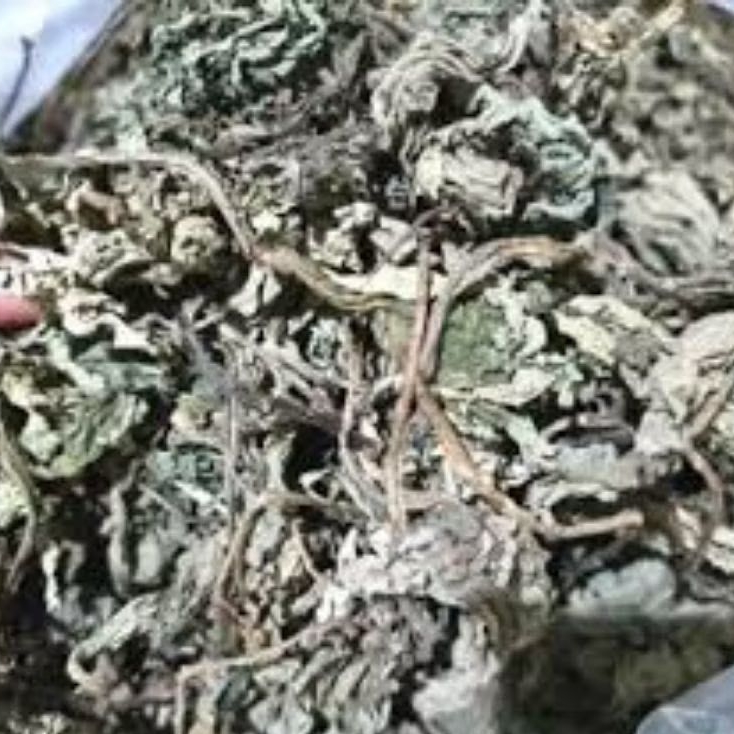 

Daun Insulin kering 50 Gram insulin