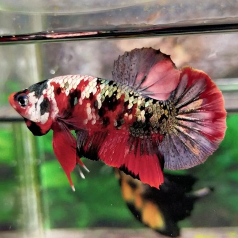 cupang rkc red koi cooper gold (jantan) male