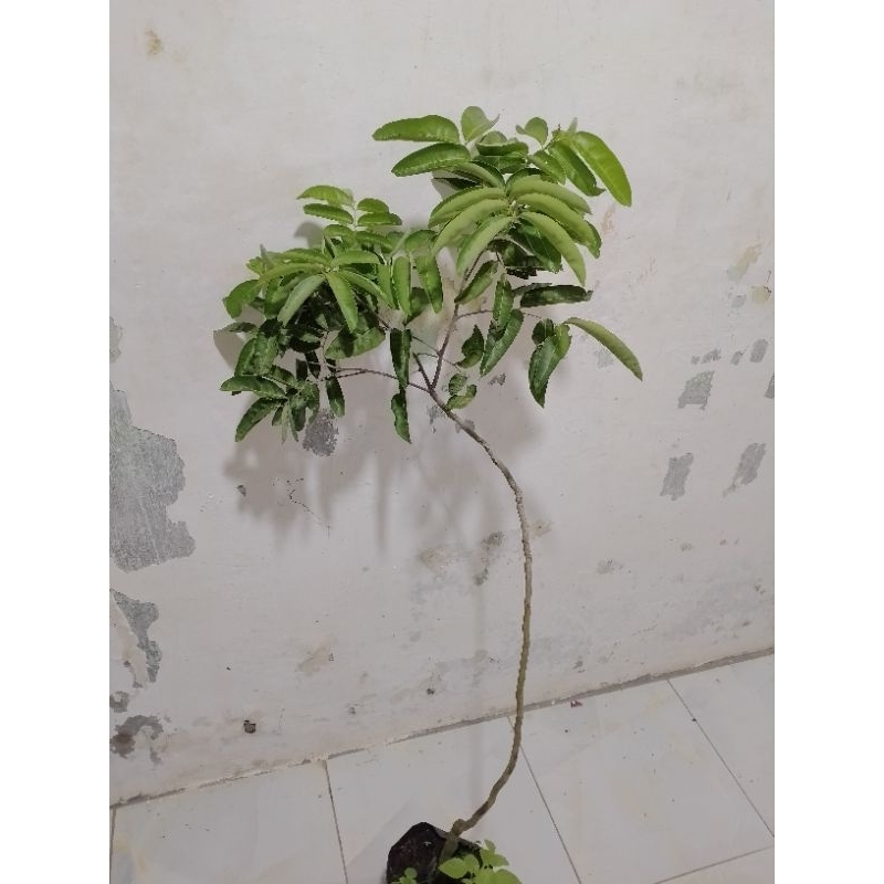 bibit kelengkeng matalada okulasi tinggi 1 meter up