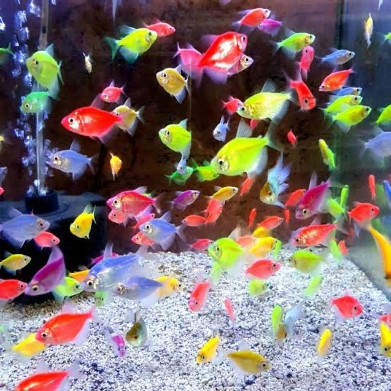 hiasan akuarium ikan glow fish
