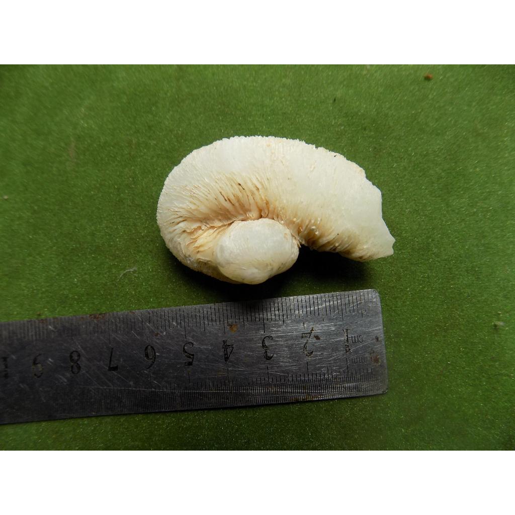 fosil keong laut kul buntet alami kristal tembus cahaya