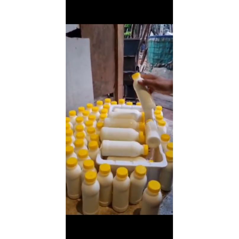 

susu kambing murni