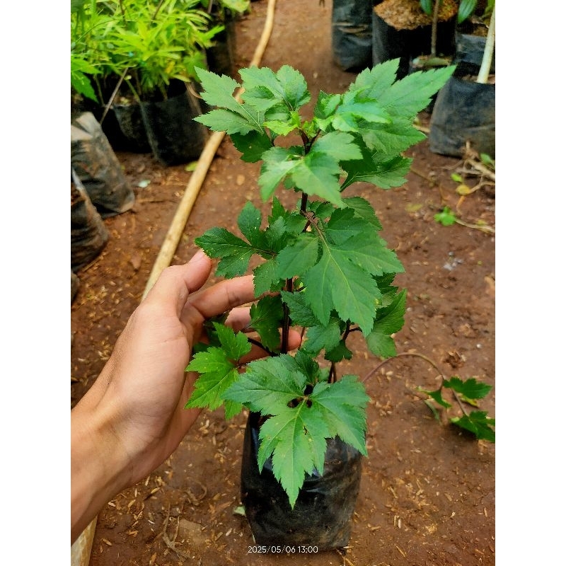 bibit tanaman purwoceng - purwoceng tanaman herbal - Tanaman kisaat