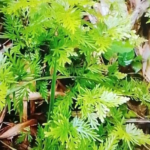 

Daun cakar ayam 1kg