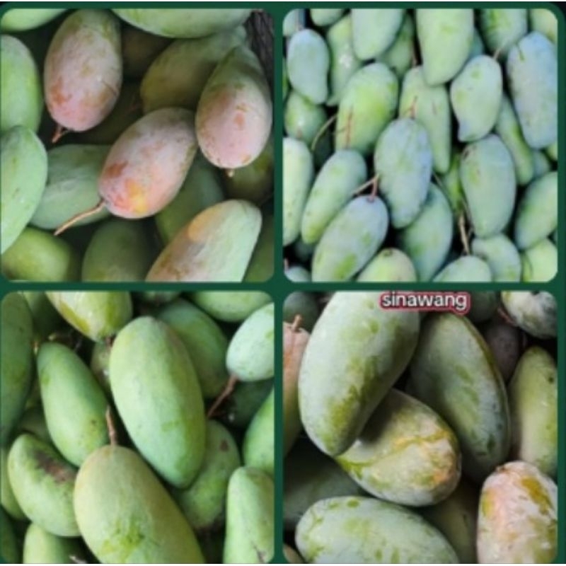 

mangga muda kiojay, ojay 1 kg cocok buat rujakan
