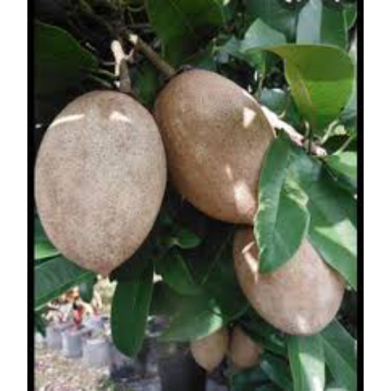 bibit sawo jumbo alano besar berbuah