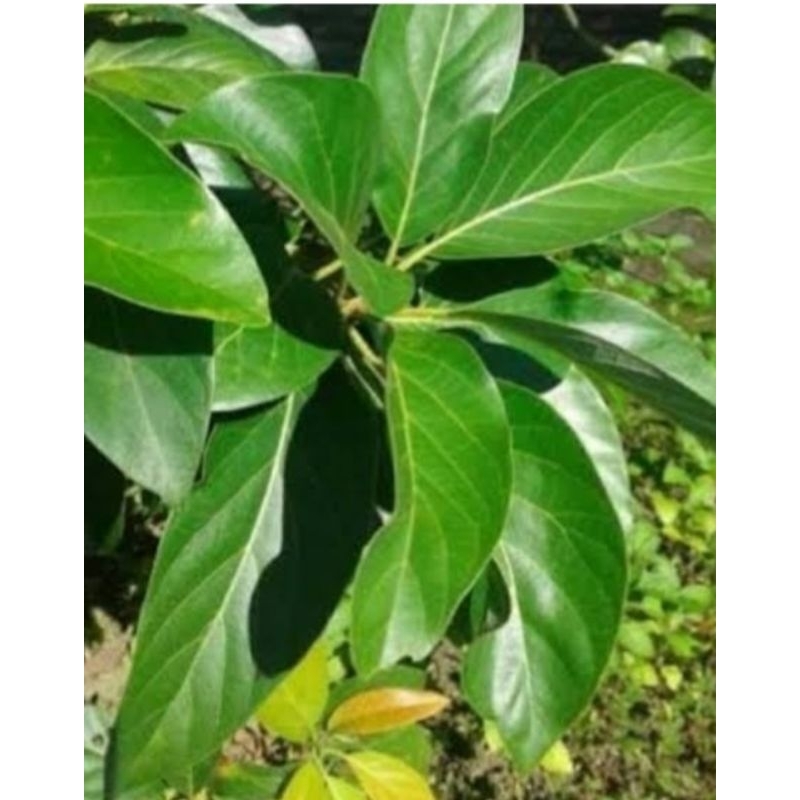 

Jual daun alpukat segar petik langsung 250 gram