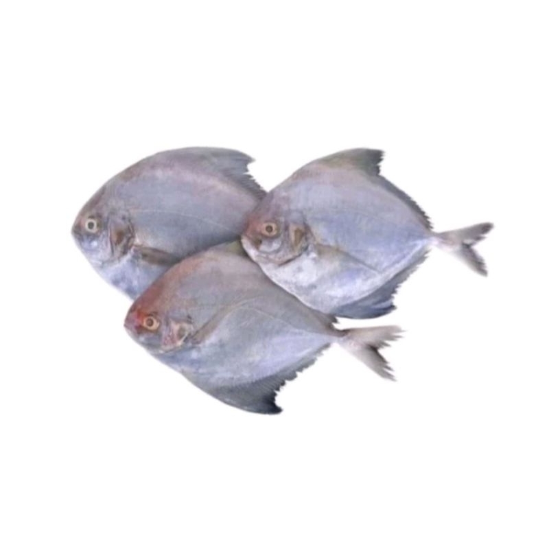 

Ikan Bawal laut segar 500gr..