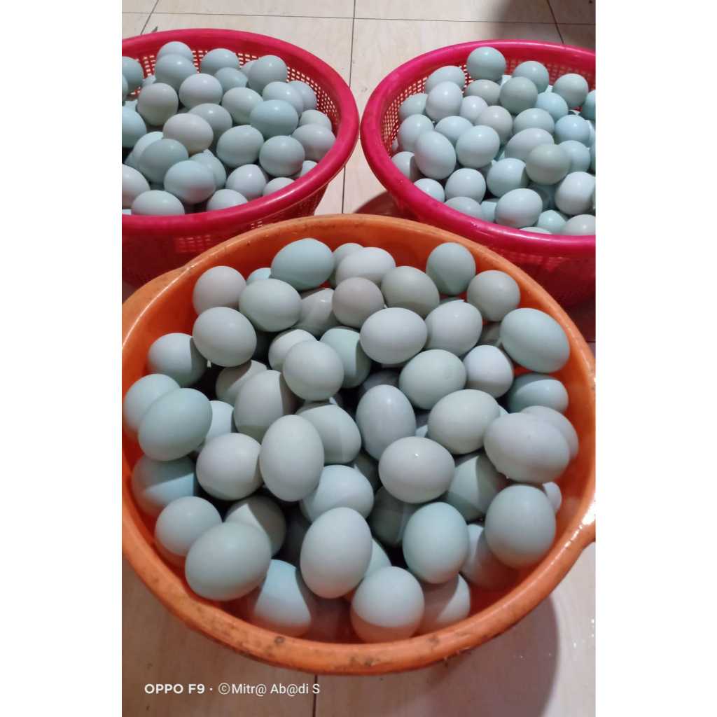 

TELUR ASIN MASIR ENAK GRATE A BESAR ± 5 CM ISI 10