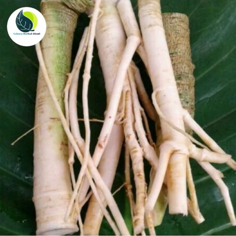 

Akar Pepaya Segar Herbal Alami isi 500 gram
