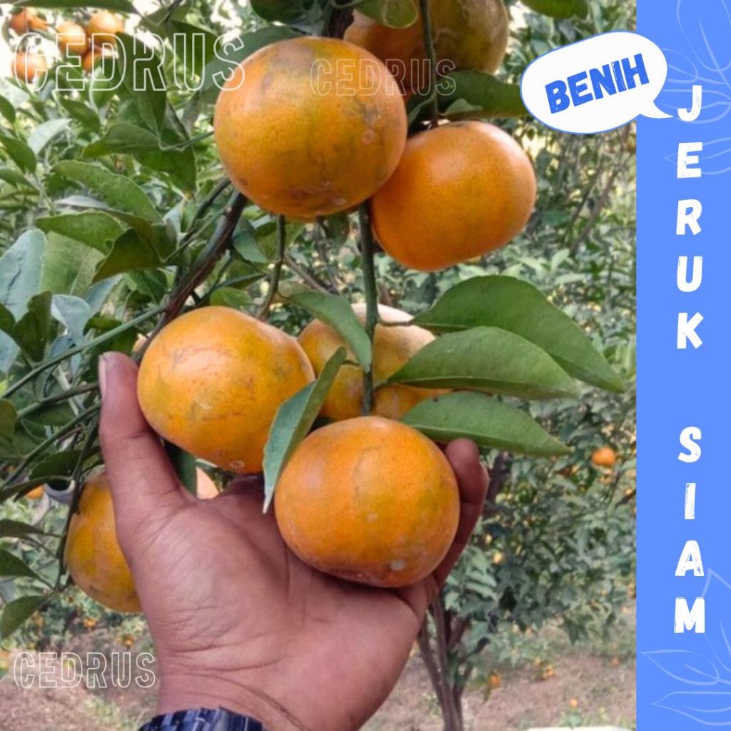 

Benih Jeruk Siam Biji Buah Jeruk Keprok
