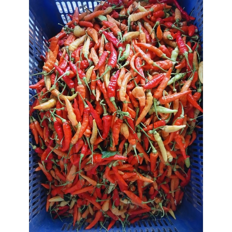 

CABE RAWIT LOMBOK CABAI FRESH