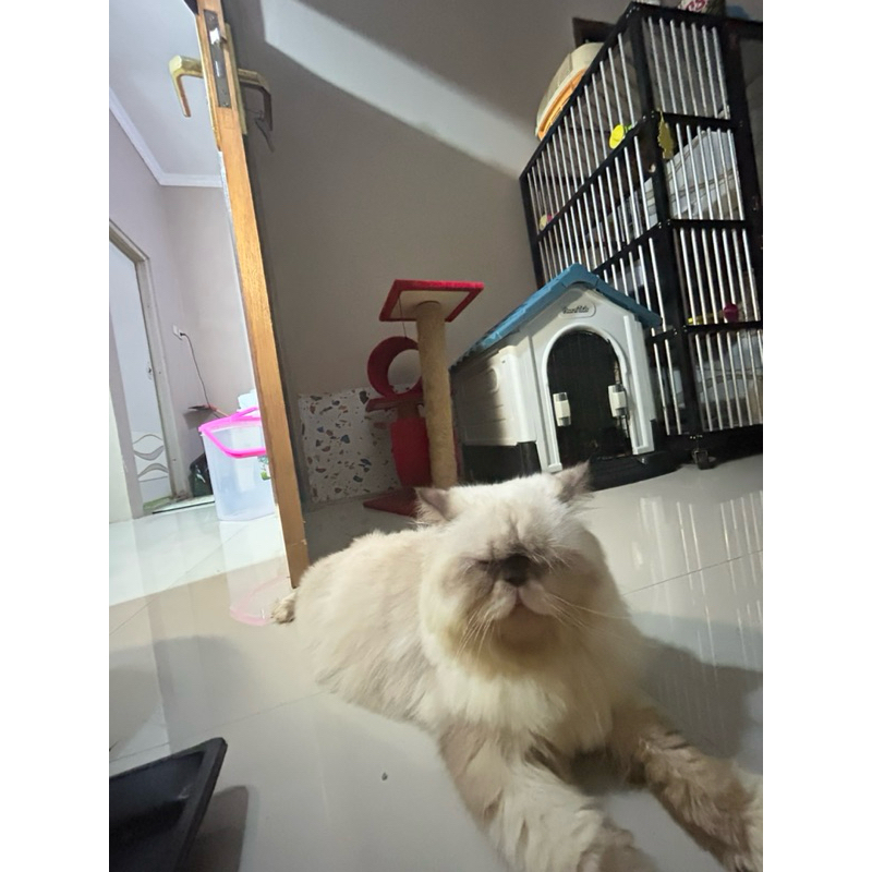 betina proven Himalaya peaknose