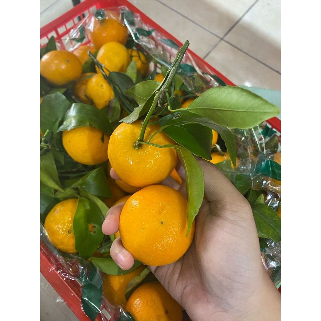 

SANTANG. JERUK SANTANG. SANTANG MANIS. JERUK MINI KECIL