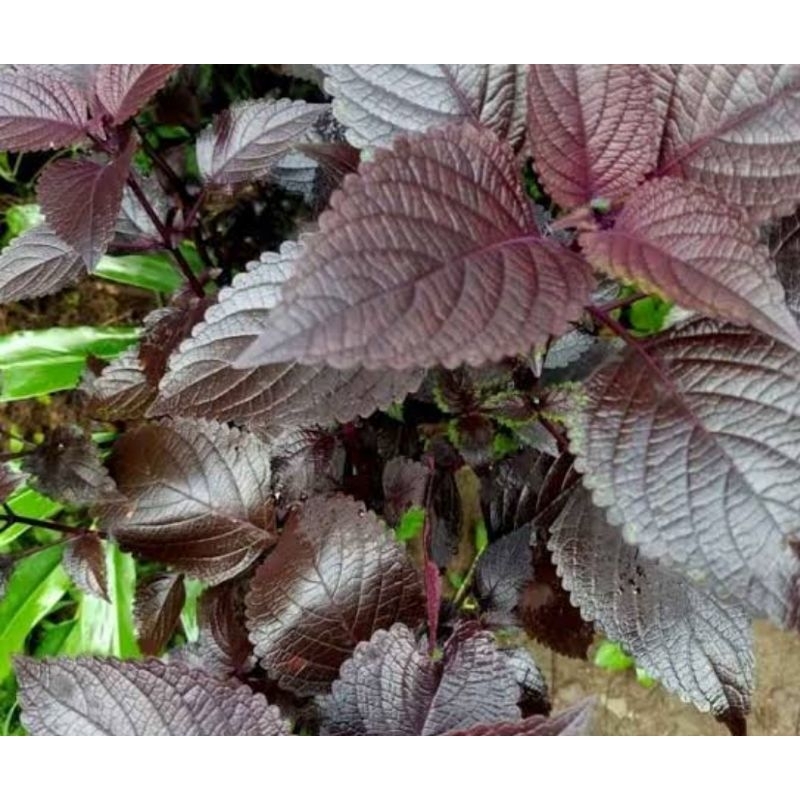 

Daun iler segar daun jawer kotok segar 250 gram