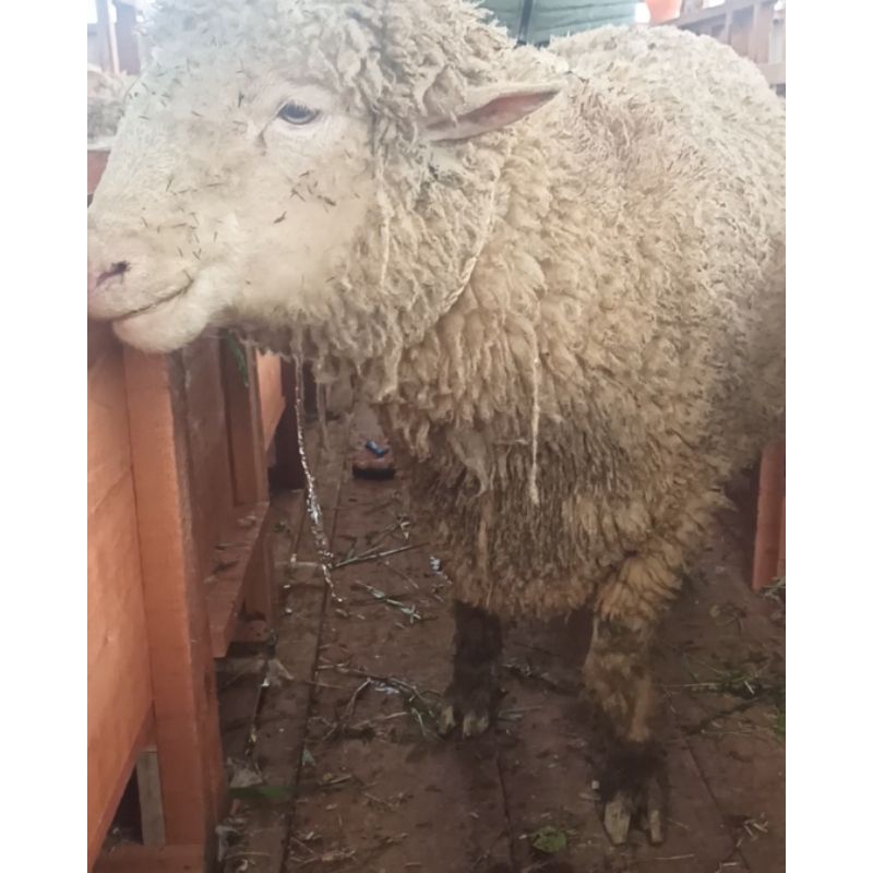 Domba Merino Sudah memenuhi syarat Qurban