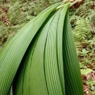 

promo daun congkok segar/bungkus nasi leumeung