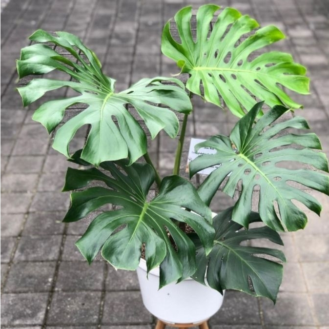 promo || MONSTERA KING jumbo