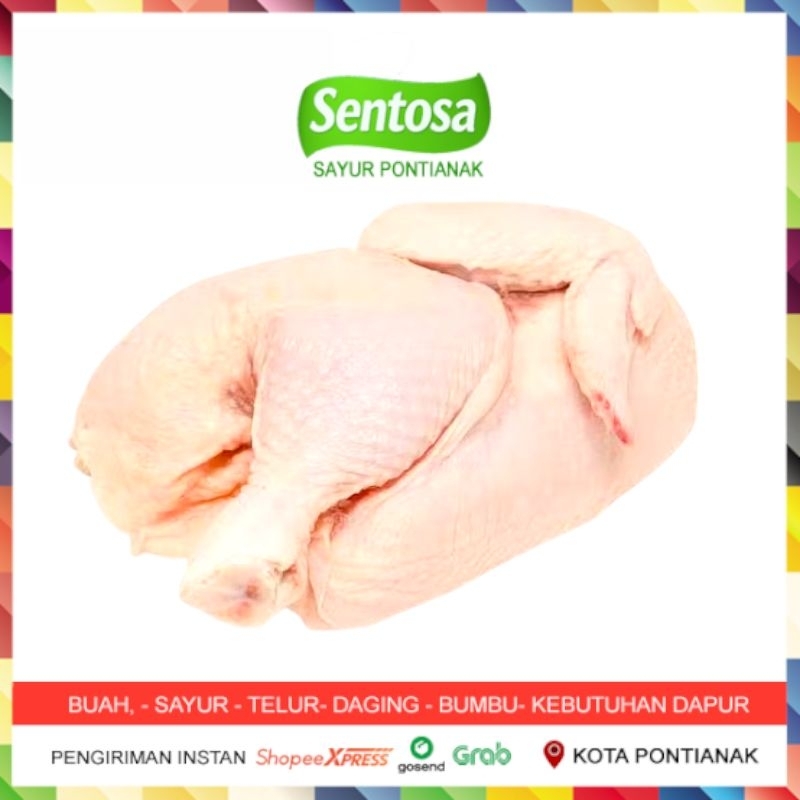 

Daging Ayam Potong Ayam Pasar Segar Utuh 1 Ekor Fresh Sentosa Sayur Pontianak