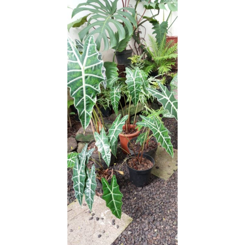 Alocasia Amazon