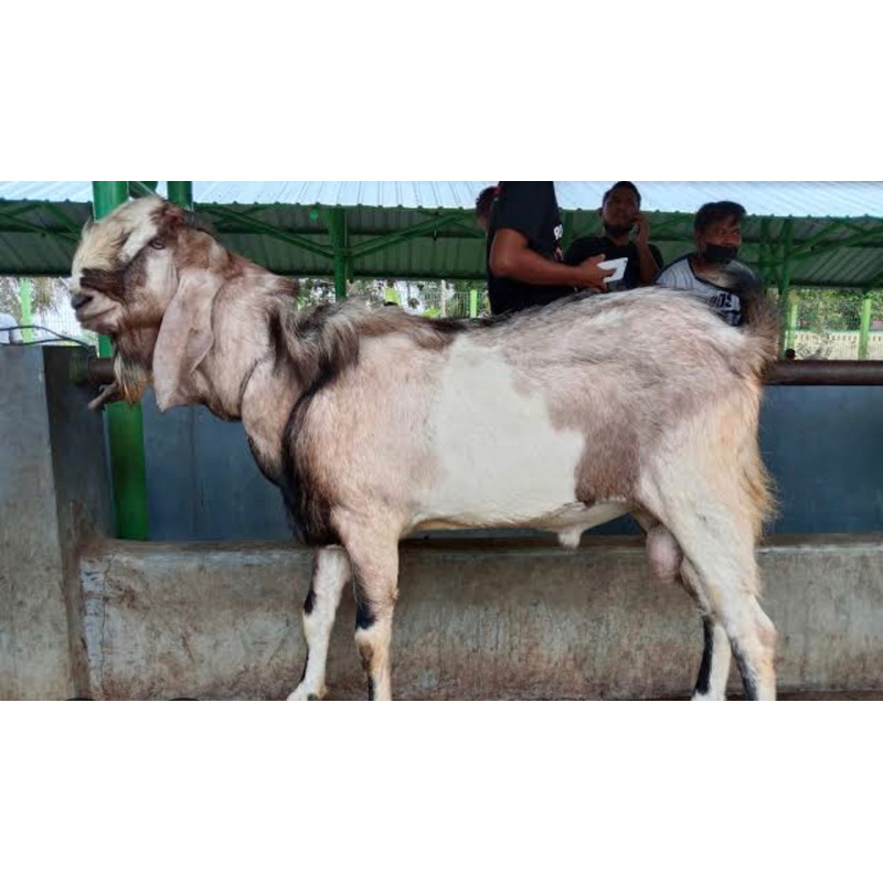 Kambing Jawa Ternak Jantan Siap Kawin