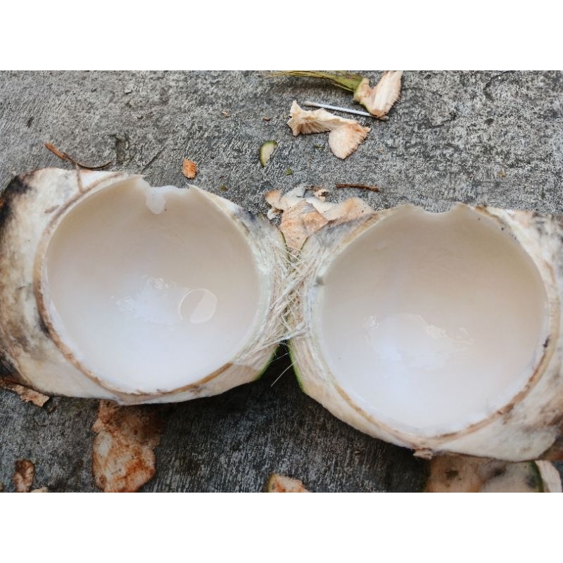 

kelapa muda asli by Rezrayshop