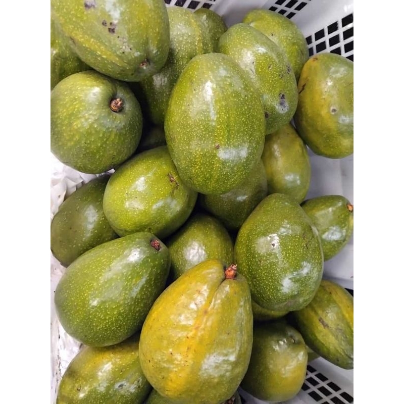 

alpukat bengkulu super