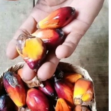

buah sawit sgar30 biji umpan pancing