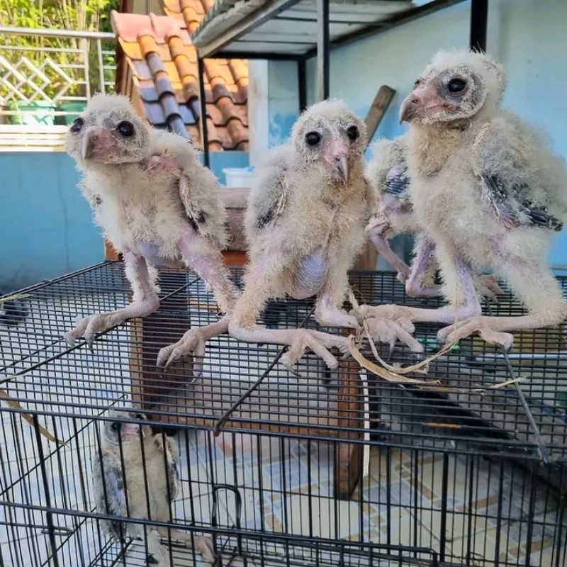 Anakan burung hantu Tito alba