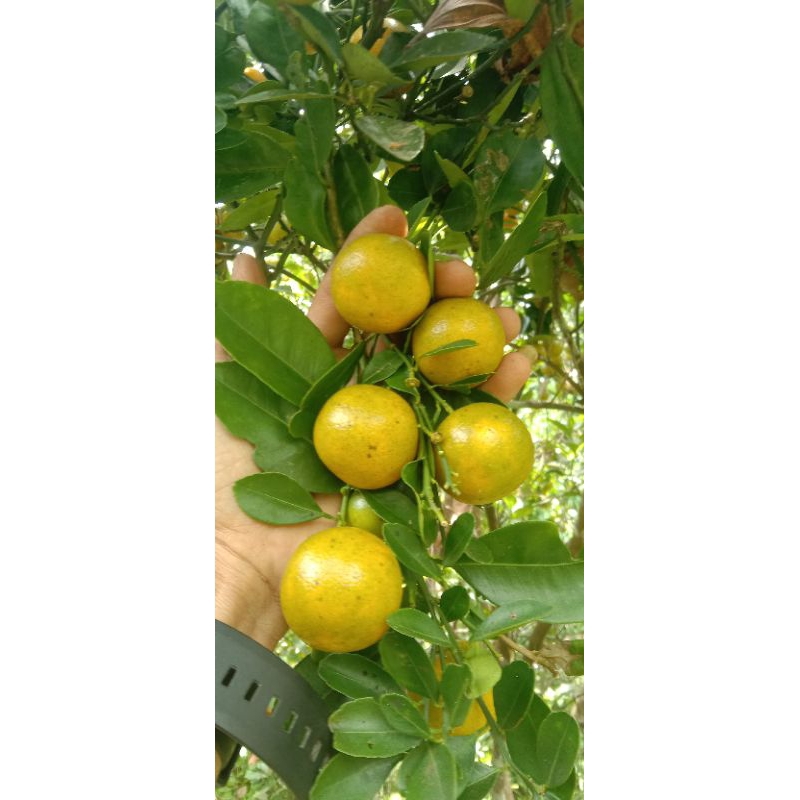 

jeruksongkit/kasturi/lemoncui