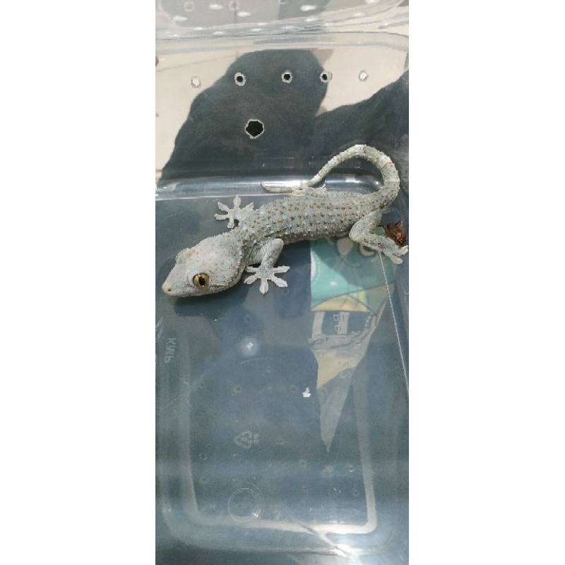 Tokek hidup.tokek rumah.Tokek hias