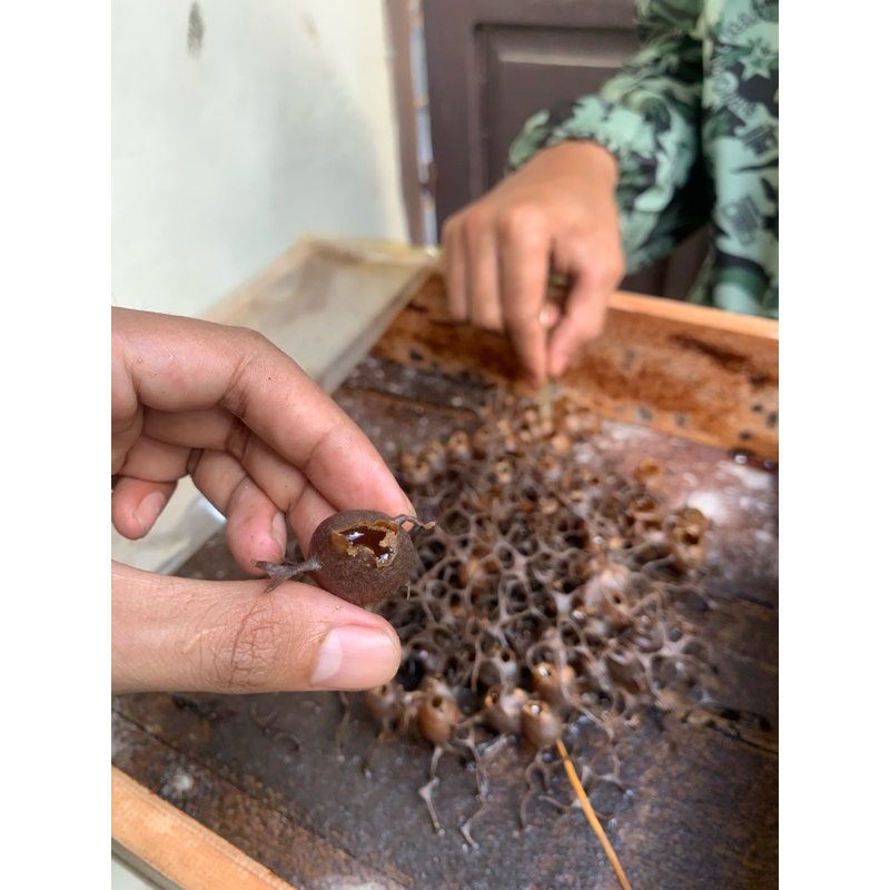 koloni lebah itama super