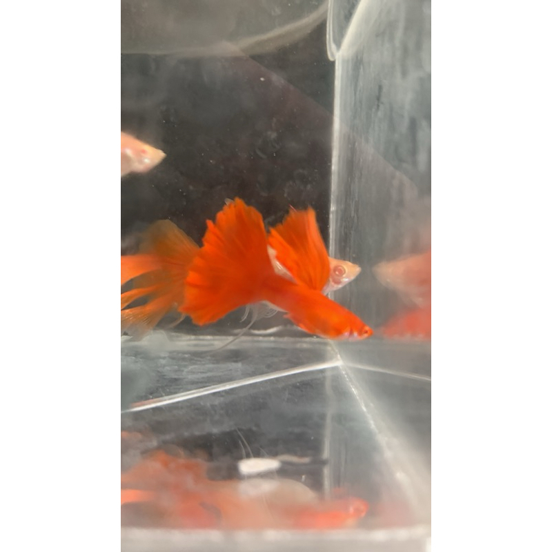 Ikan Guppy Albino Full Red Swallow Ribbon Red Ear (Trio)