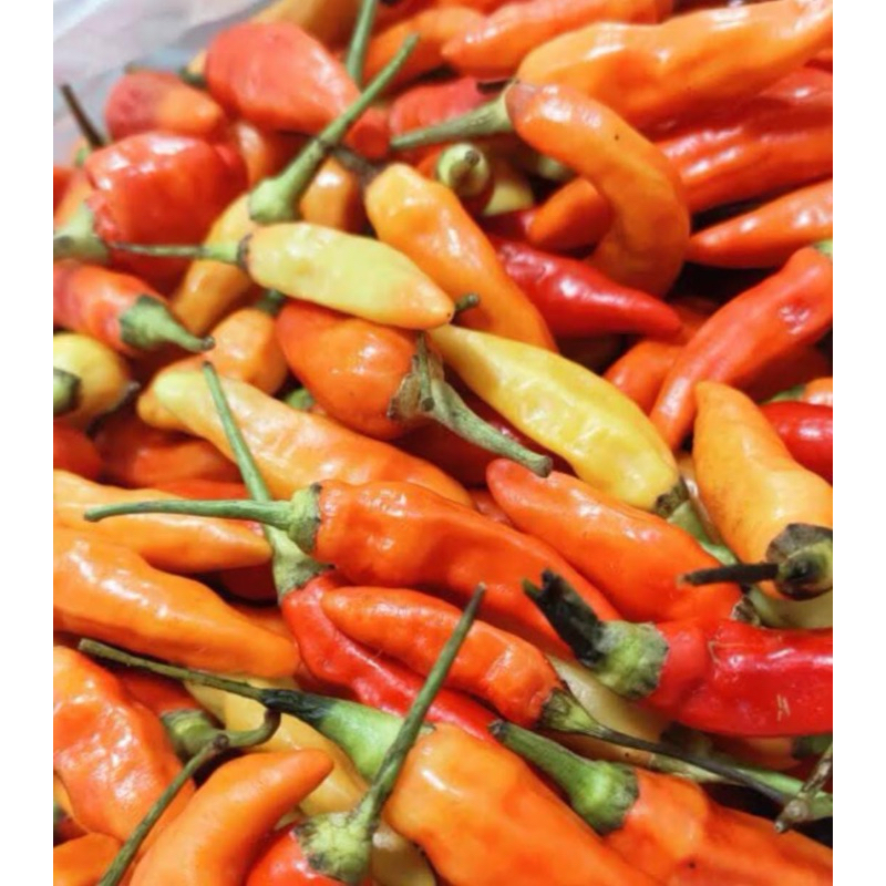 

Cabe rawit merah ori fresh | Lombok rawit merah ori fresh 1kg