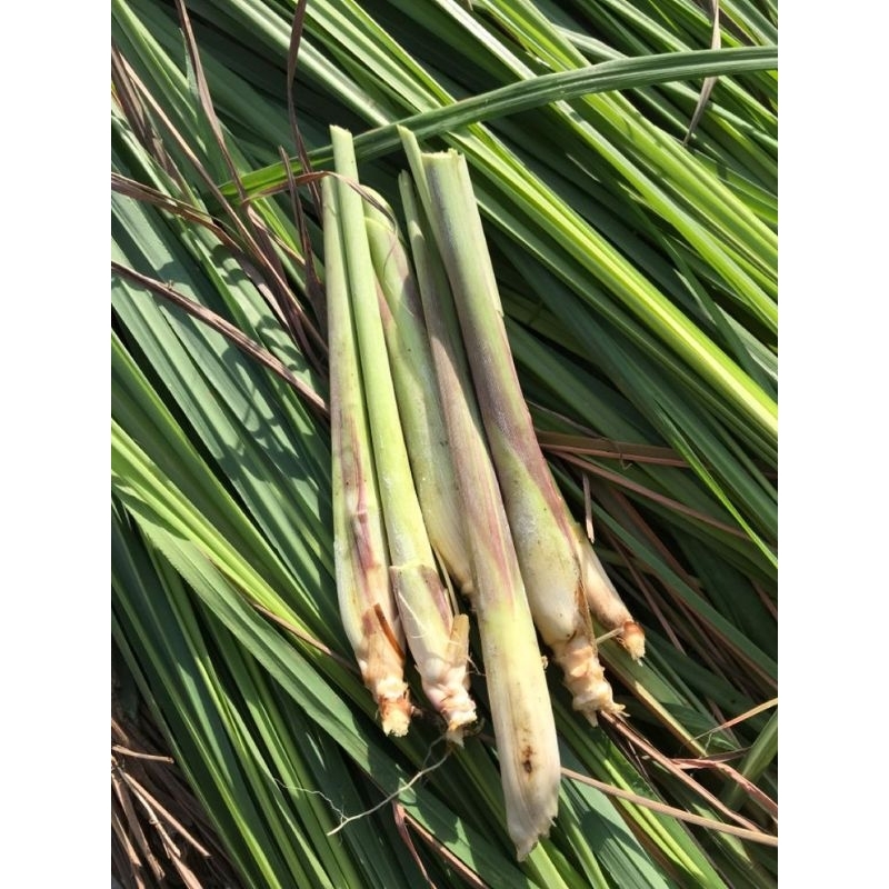 

serai atau sereh wangi segar 500gram