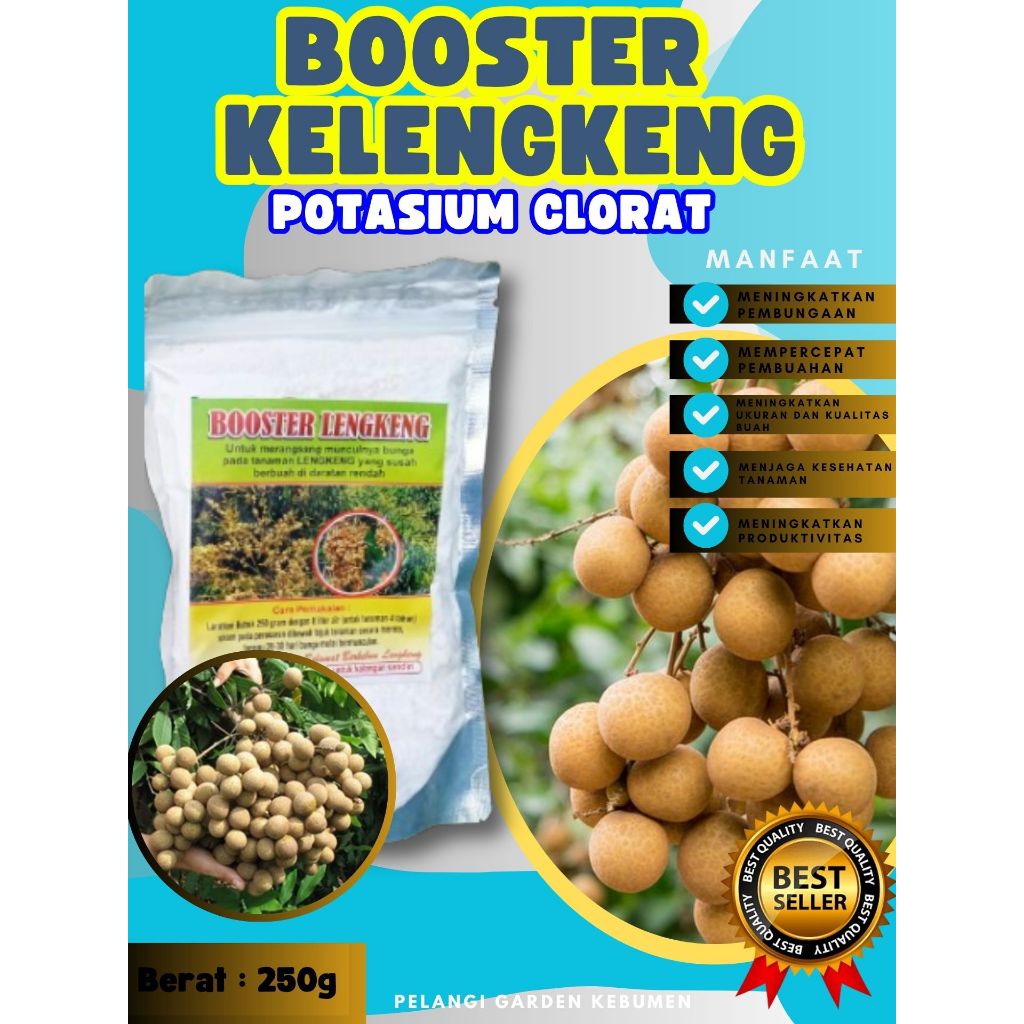 TERBAIK  Booster Buah Kelengkeng Pingpong, Booster Buah Kelengkeng Pingpong Berbuah