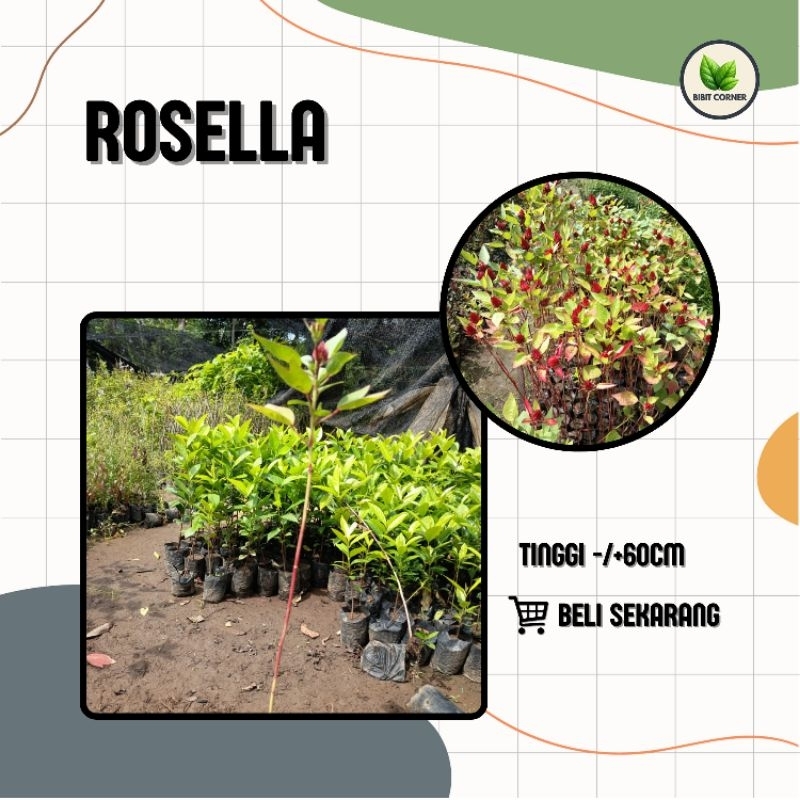 Bibit Bunga Rosella Merah