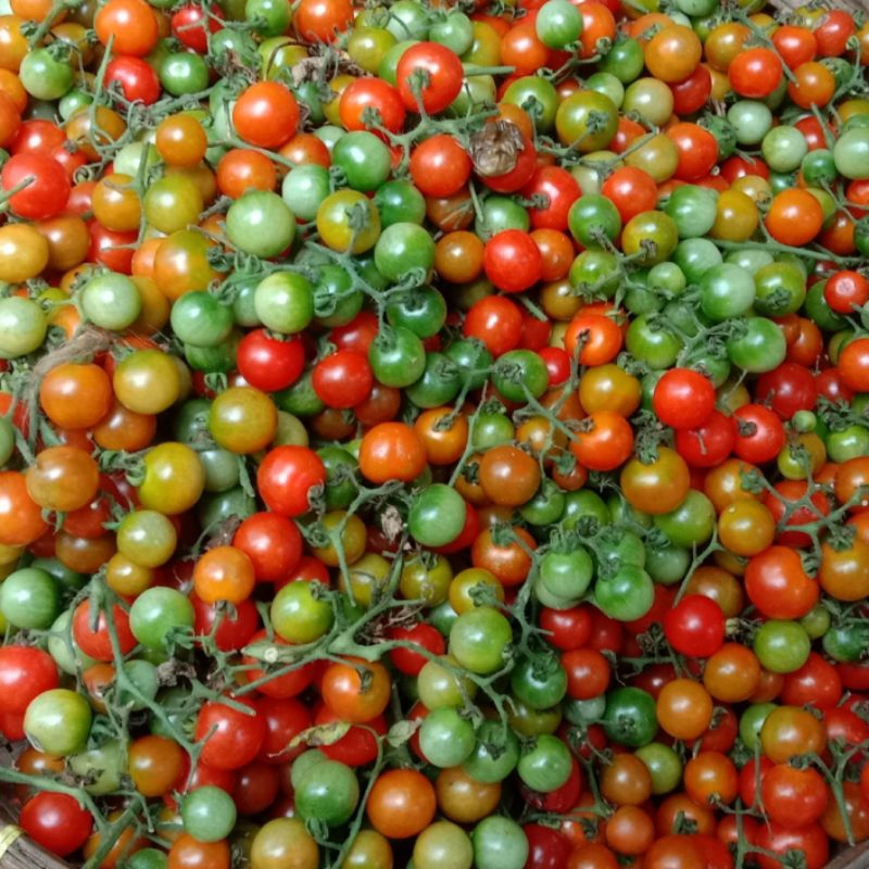 

Tomat Rampai Kecil Buah Segar 1kg | Hasil Lampung