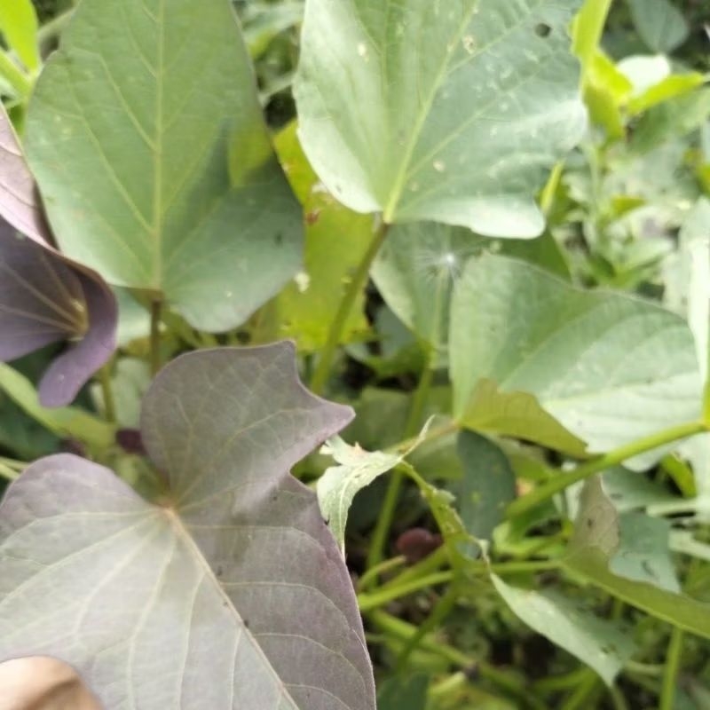 

Daun umbi jalar segar ubi jalar 500gram